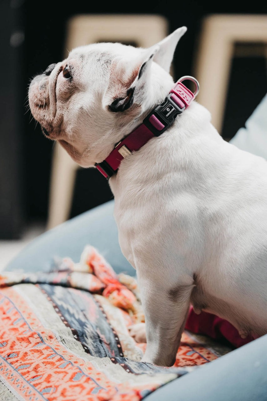 Presilha Stuck Cuscoloko – Pack 3 unidades